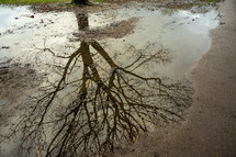 reflection of tree branches in a puddle 