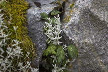 white flowers and rocks 