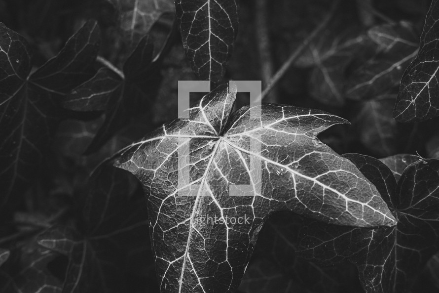 ivy leaf in black and white