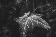 ivy leaf in black and white