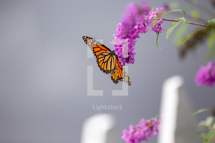 butterfly on fuchsia flowers 
