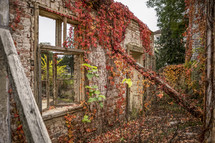 vines on the walls of an abandoned house 