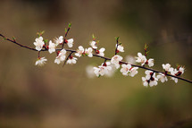 Spring Cherry blossoms, sakura almond pink flowers