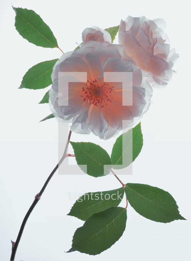 Closeup Of Fresh Wild White Roses on White Background