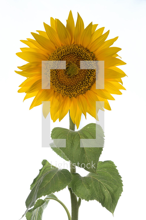 yellow sunflower on a white background 