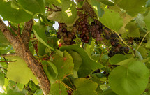 Close up of grapes and leaves in a vineyard
