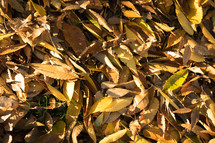 golden leaves on grass 