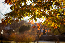 fall foliage on a tree 