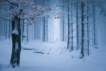 snow in a forest 