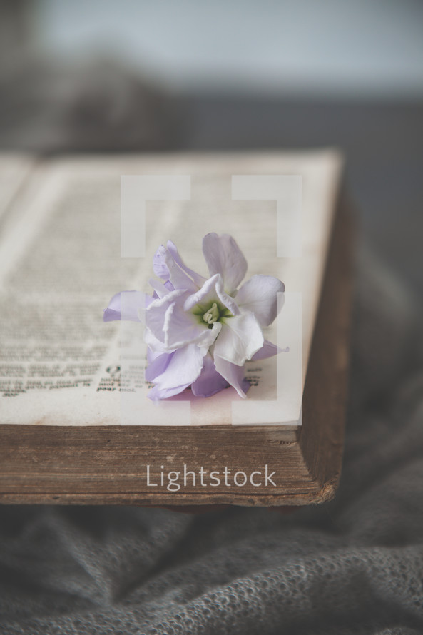 Bible on gray blanket with purple and white flowers