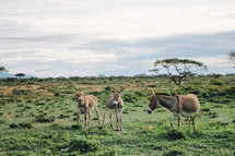 donkeys on the savanna 
