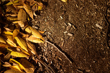 golden fall leaves on the ground 