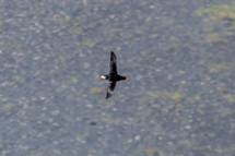 flying puffin bird 
