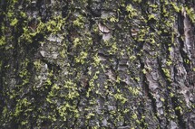 lichen on tree bark 