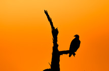 silhouette of an eagle against an orange sky