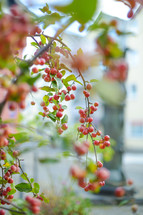 red berries on a branch 