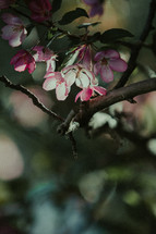 pink flowers on a tree branch 