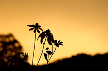 silhouette of plants a sunset 