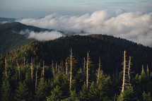 mountaintop forest landscape 