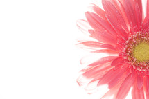 pink gerber daisy with fresh drops of water on petals
