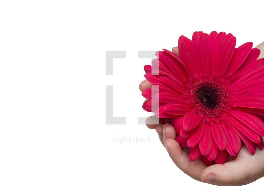 child's hand holding a delicate flower 