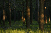 Warm Green Forest with Sun Light in Summer