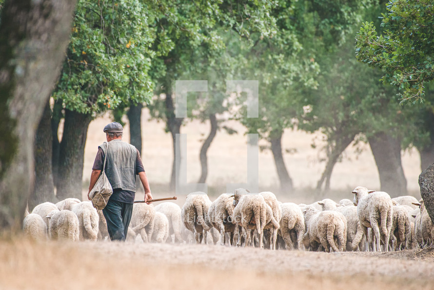 shepherd and his flock 