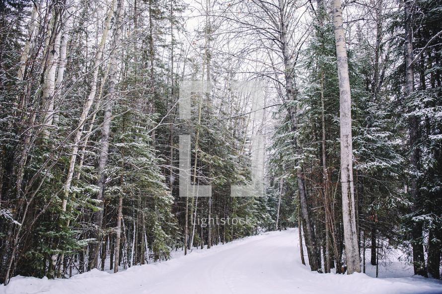 snow gently falling on a forest with road