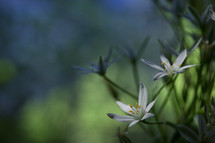  White flowers of Ornithogalum umbellatum or Star of Bethlehem