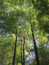green leaves on trees in a summer forest 