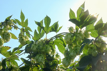 Branch Of Fresh Green Hops against the sun