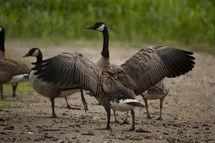 Canada goose with its wings spread