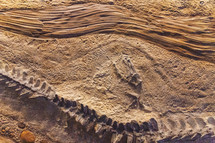 fossils embedded in rock 