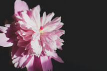 pink flowers in a vase on a black background 