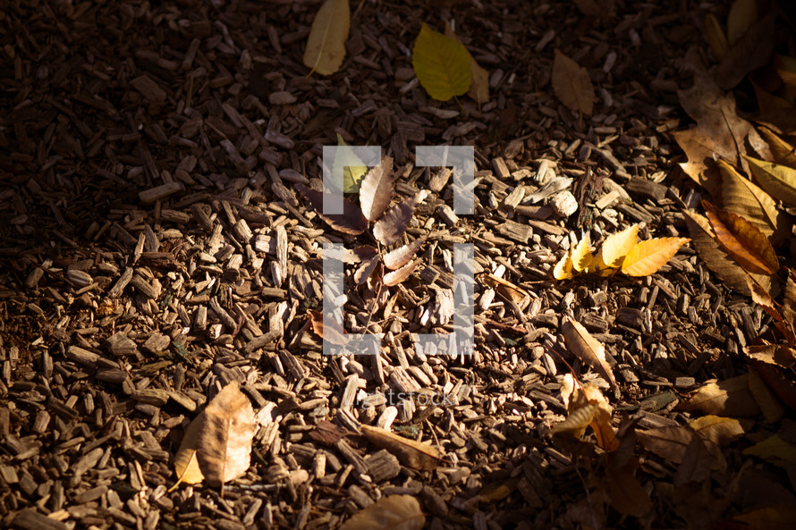 sunlight on mulch and fall leaves 