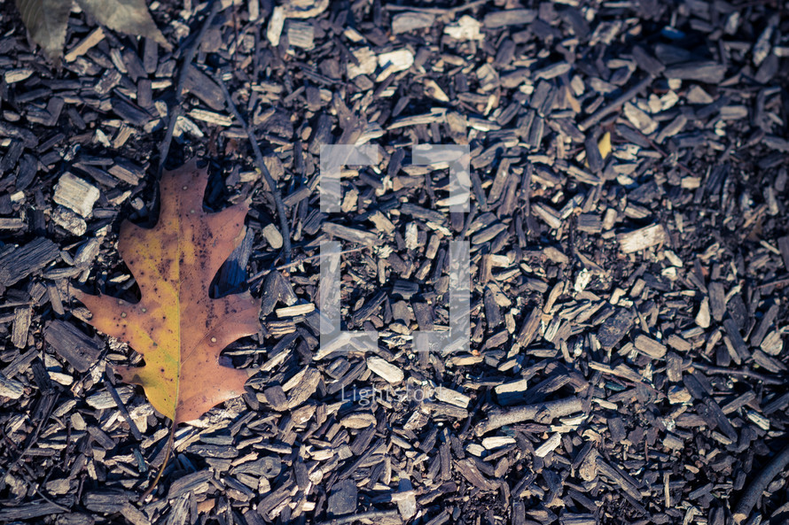oak leaf on the ground 