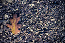 oak leaf on the ground 