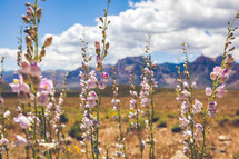 wildflowers in bloom in the desert 