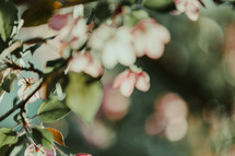 out of focus pink flowers on a tree branch 