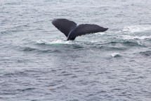 whale flipper in the ocean 
