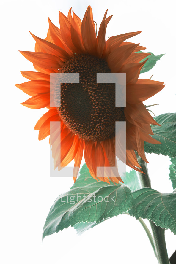 Details of Sunflower Shoot in Studio on White Background