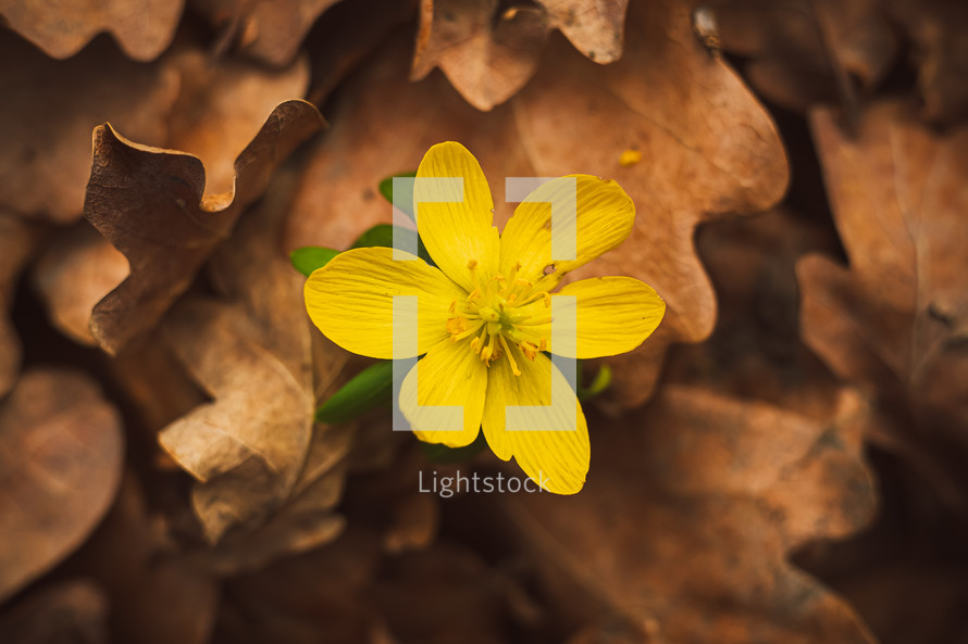 yellow flower in brown leaves 