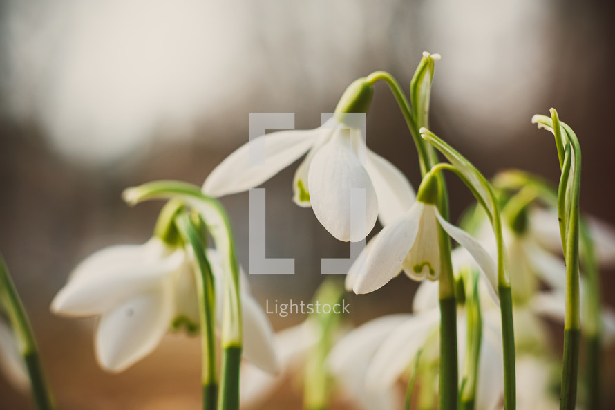 white flowers 