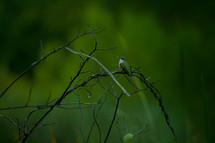 hummingbird resting on a branch