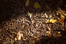 sunlight on mulch and fall leaves 