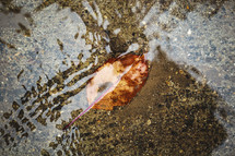 leaf covered in water in the fall