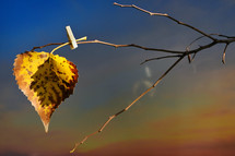 Abstract One yellow leaf hanging on tree with clothespins