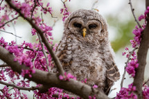 A young owl in a blooming tree during spring.