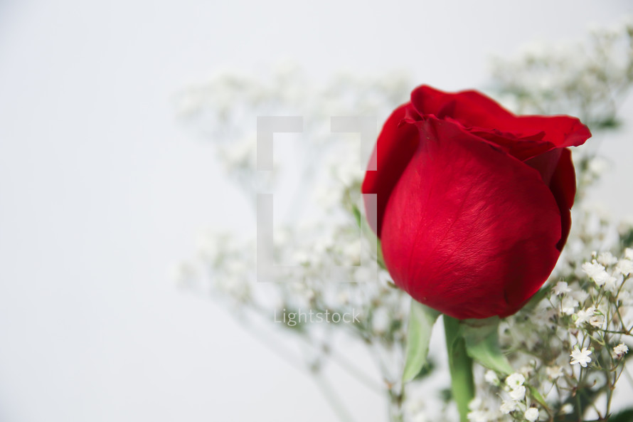red rose for Valentines Day 