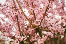 Tree covered in pink blossoms